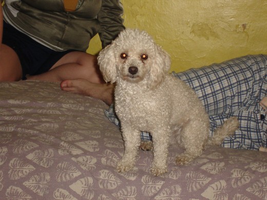 HOLA MI NOMBRE ES NIÑA TENGO 2 AÑITOS Y VOY A TENER MI SEGUNDA CAMADA MI DUEÑA QUE QUIERO MUCHO Y ME CONSIENTE MUCHO SE LLAMA MARITZA VIVO CON MIS HIJO Y MI MARIDO SOMOS 5 PERRITOS EN TOTAL EN MI CASA Y NOS QUIEREN MUCHISIMO